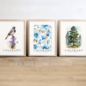 Colorado State Bird Lark Bunting, State Tree Blue Spruce, State Flower Rocky Mountain Columbine, Set of 3 Poster Prints, Wall Art Home Décor