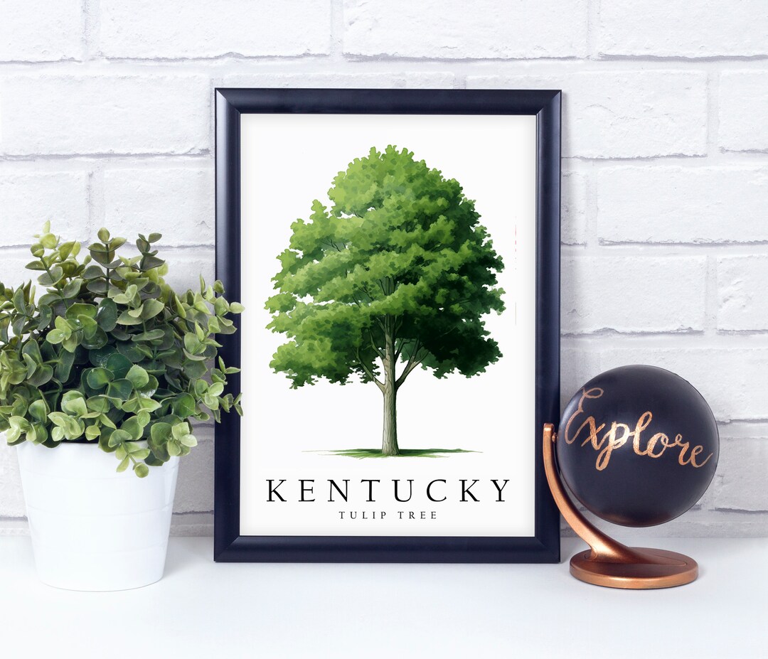 Tulip Tree the State Tree of Kentucky Poster Print Wall Etsy