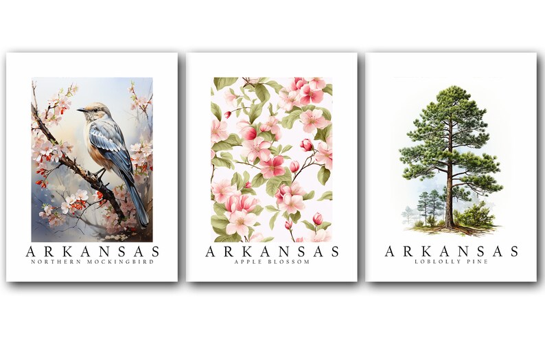 Arkansas State Bird Northern Mockingbird, State Tree Loblolly Pine, State Flower Apple Blossom, Set of 3 Poster Prints, Wall Art Home Décor image 5