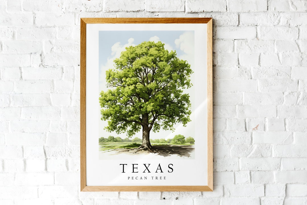 Pecan Tree, the State Tree of Texas, Poster Print, Wall Décor Etsy