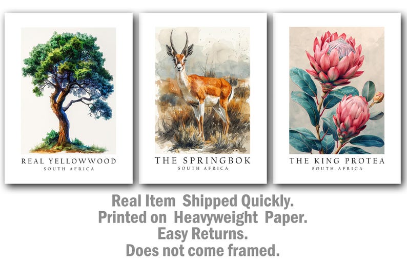 Springbok Labeled South Africa National Symbols Poster Prints, Springbok, Protea ...