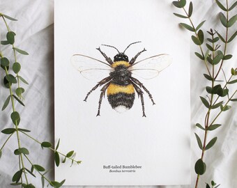 A5 Bumblebee Watercolour Print, Flora & Fauna Art