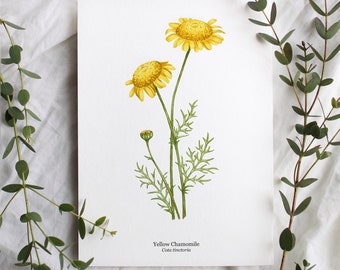 A5 Yellow Chamomile Watercolor Floral Print