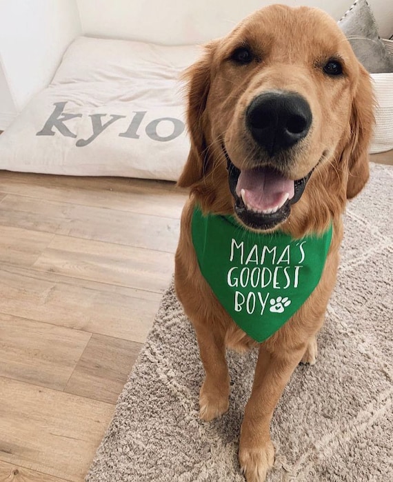 Mama's boy dog clearance bandana