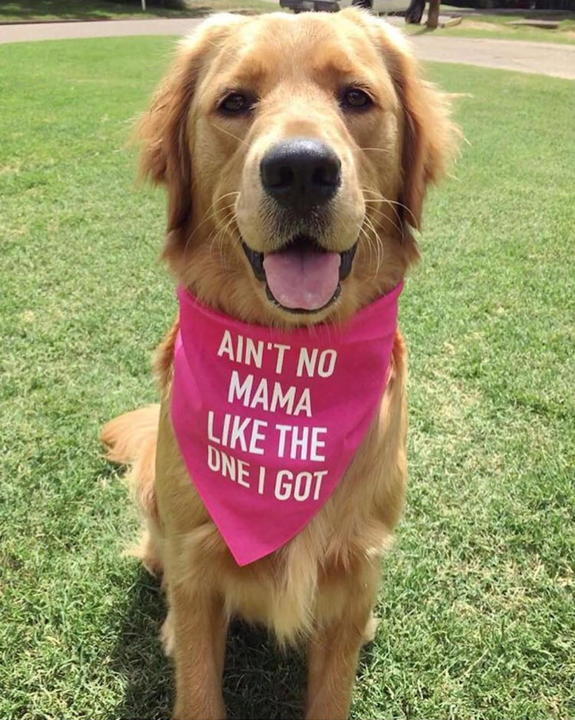 A Golden Retriever wearing a pink dog bandana with the words "Ain't No Mama Like The One I Got" on the front.