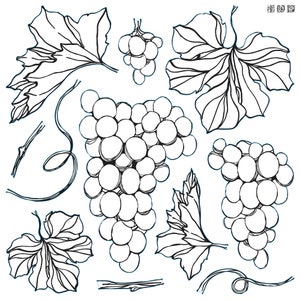 May include: Black and white line drawing illustration of grapes and grape leaves. The grapes are drawn in clusters and the leaves are drawn with detailed veins.