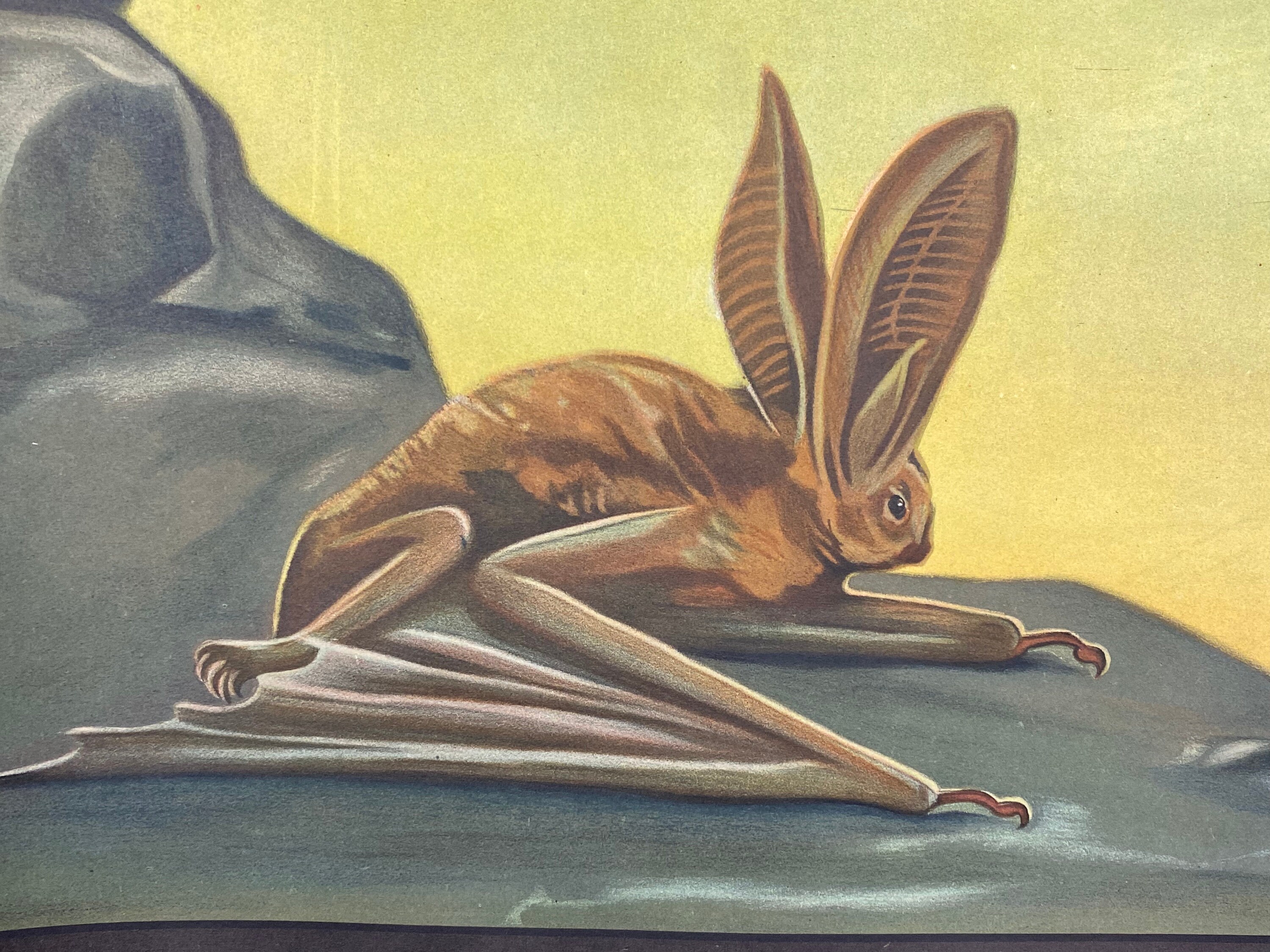 Vintage Wall Chart Big-eared Bat by Jung Koch & Quentell for - Etsy