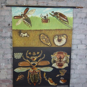 Cartello murale vintage "Maggiolino" di Jung, Koch & Quentell per Hagemann Düsseldorf, cartellone arrotolabile, cartellone didattico, manifesto scolastico, biologia, botanica, murale retrò