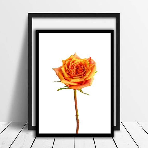 Orange Rose Printcolor Flower Art Nurserywall Etsy