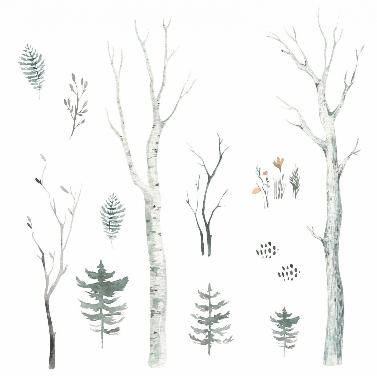 204 Wall decal forest watercolor - birch trunks fir branches