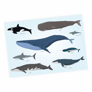 Poster didattico per bambini - animali del mare - A3/ A2/ A1 in 3 diverse dimensioni poster balena delfino orca squalo