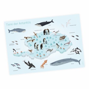 Poster didattico per bambini - Animali dell'Antartide - A3/ A2/ A1 in 3 diverse dimensioni poster balena delfino pinguino foca Polo Sud