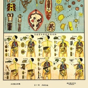 May include: A vintage educational chart illustrating the life cycle of various parasites, including tapeworms, roundworms, and flukes. The chart features detailed anatomical diagrams and text in Chinese characters, providing information about the parasites' morphology, life stages, and the diseases they cause.