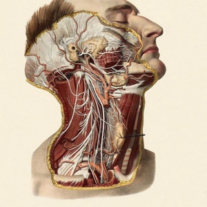 Antieke Ars Medica medische dissectie van hoofd en nek illustratie A3 herdruk