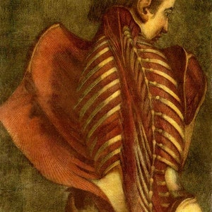 Op de afbeelding: Een gedetailleerde anatomische illustratie van de menselijke rug, die de spieren en botten laat zien. De illustratie is geschilderd in een realistische stijl, met de nadruk op de ingewikkelde details van de anatomie. De rug is afgebeeld in een neutrale houding, met de spieren en botten duidelijk zichtbaar.