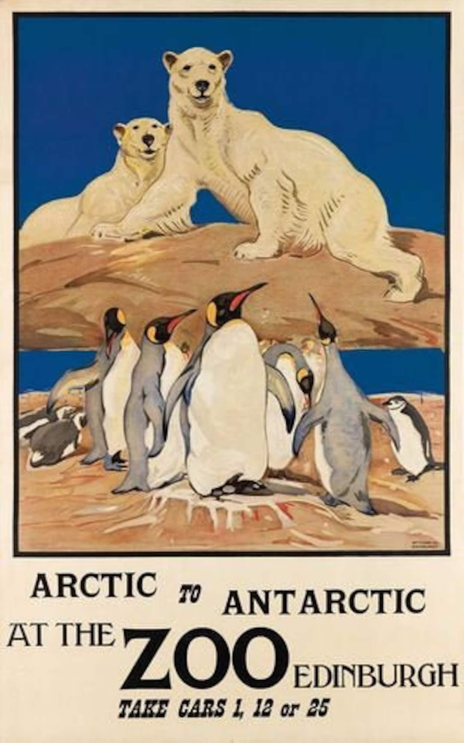 Vintage Edinburgh Zoo Polar Bears Tourism Poster A3 Print Etsy