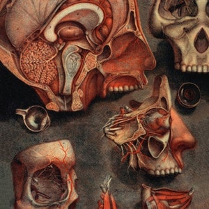 Op de afbeelding: Een gedetailleerde anatomische illustratie van de menselijke schedel en hersenen. De afbeelding toont een doorsnede van het hoofd, die de interne structuren van de schedel onthult, waaronder de hersenen, sinussen en neusholtes. De afbeelding is in een realistische stijl weergegeven, met gedetailleerde anatomische kenmerken en een warm kleurenpalet.