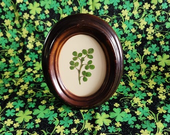 VINTAGE IRISH SHAMROCKS in Oval Wooden Frame from Ireland---Five Genuine Shamrocks for the Luck of the Irish--4-1/2" Long x 3-3/4" Wide