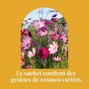 Box d'avril Bougie naturelle & graines de cosmos Cire de soja Fleurs séchées Coffret cadeau, cadeau anniversaire Boîte cadeau image 6
