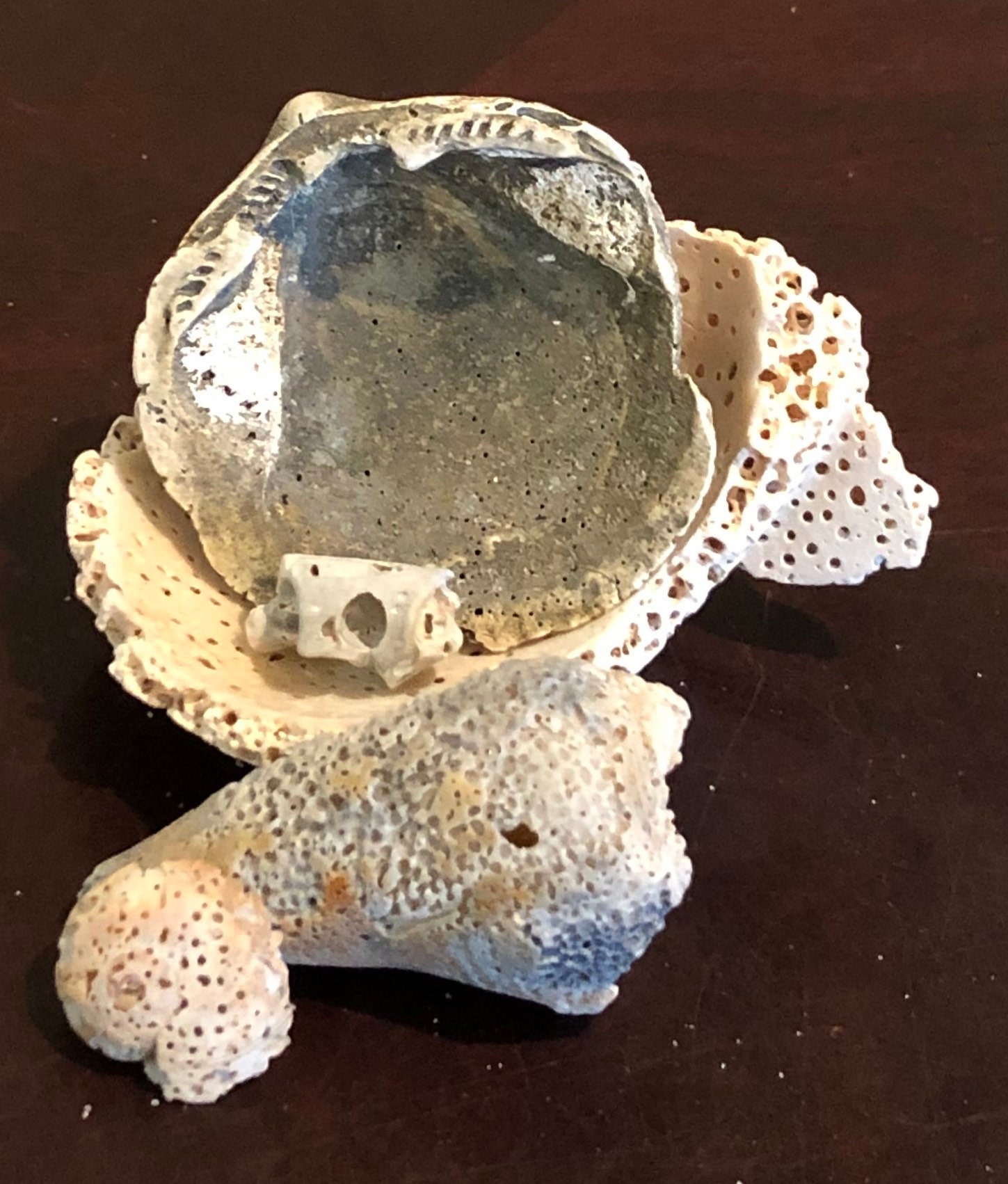 Fossilized Natural Shells Seashells for Art Beach Decor Aged