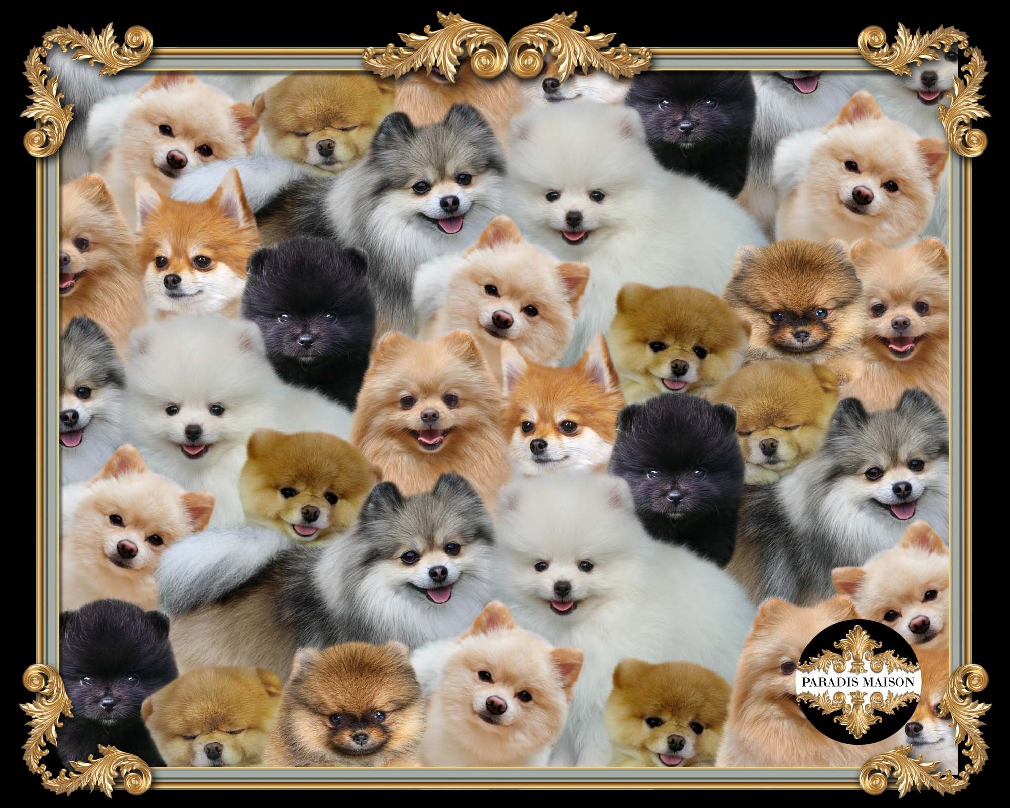 Pomeranian Puppy Shoes Pomeranian Dog Sneakers Pomeranian Etsy