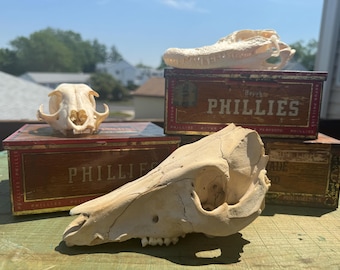 Ethically sourced animal skulls