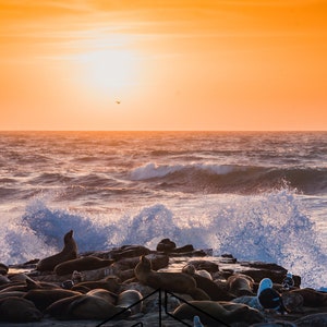 La Jolla Seals-La Jolla, California, Ready to hang, wrapped canvas, acrylic, metal, print photo or puzzle