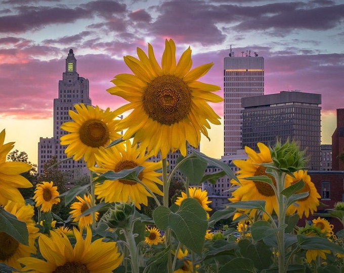 Sunflower print Providence Skyline Sunflowers large wall decor rhode island horizontal floral decor wall art print pink gold yellow green