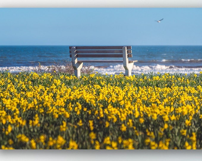 Daffodils Print daffodils gifts daffodils art ocean print ocean wall art ocean decor daffodils photo daffodils canvas large wall art yellow