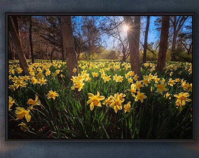 Daffodils Print daffodils gifts daffodils art daffodils photo daffodils large wall art yellow blue forest wall art forest decor spring decor