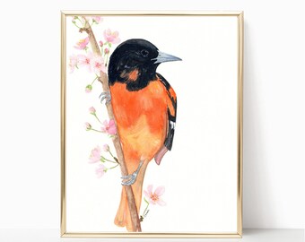 Baltimore Oriole - Prints - 8"x10" - Various Sizes - Wall Art - Oriole Art - Nature Art - Birds Watchers - Orange Bird - Gifts - Bird Lovers