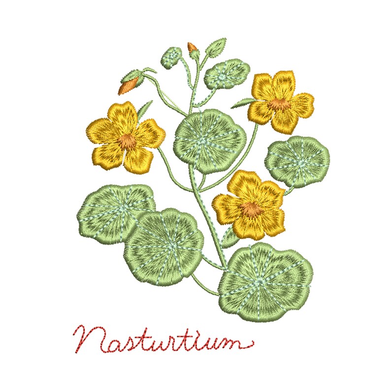 Pu&ograve; includere: Illustrazione ricamata di una pianta di nasturzio con fiori gialli e foglie verdi. Il testo "Nasturtium" &egrave; scritto in rosso sotto la pianta.