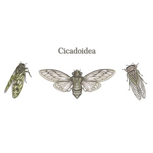 May include: Three illustrations of Cicadoidea, a family of insects commonly known as cicadas. The illustrations are in black and white with grey and green accents. The illustrations show the cicadas from different angles.