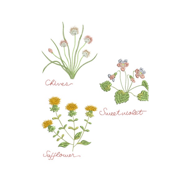 Safflower Chives Violet Herb Garden Meadow Flower Botanical