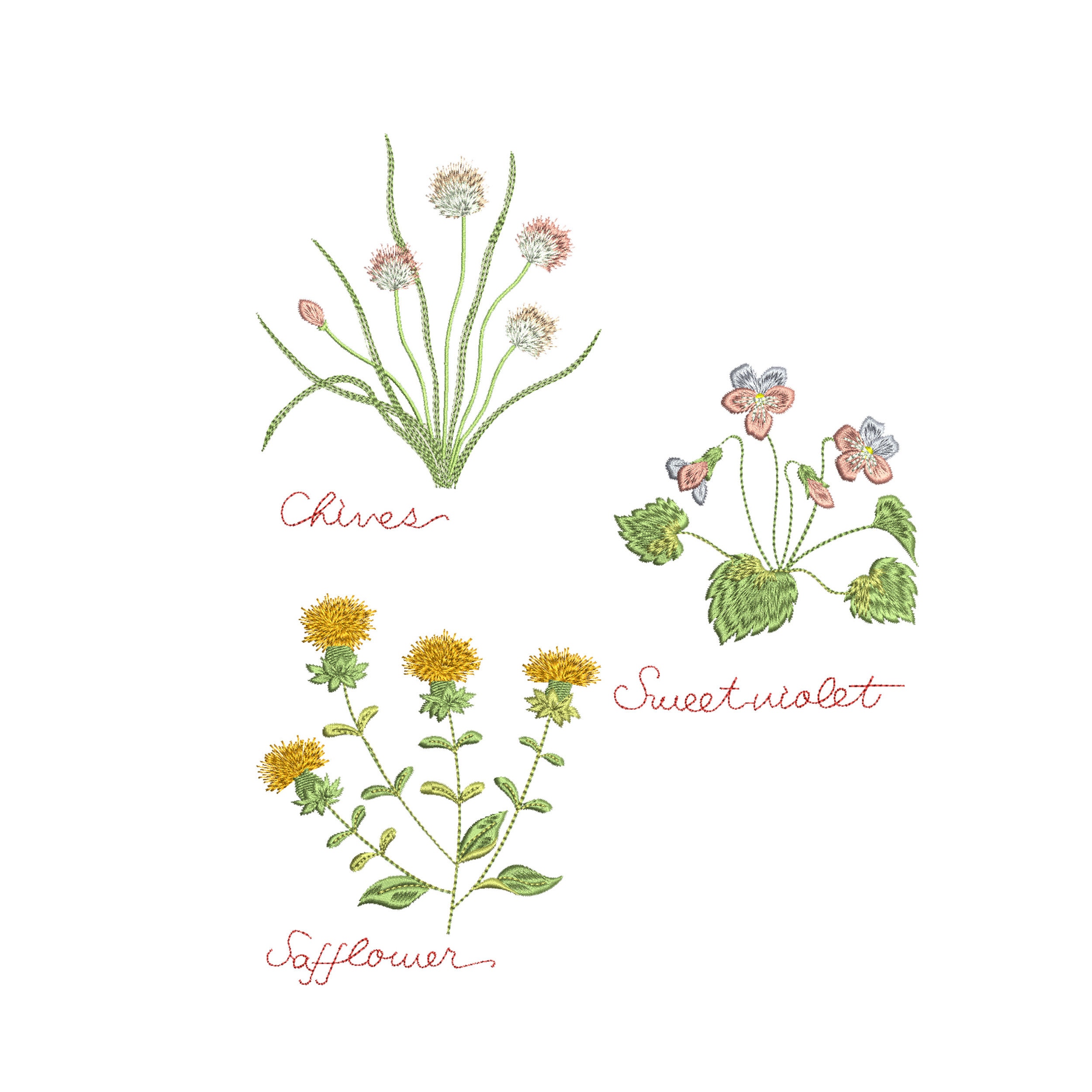 Safflower Chives Violet Herb Garden Meadow Flower Botanical