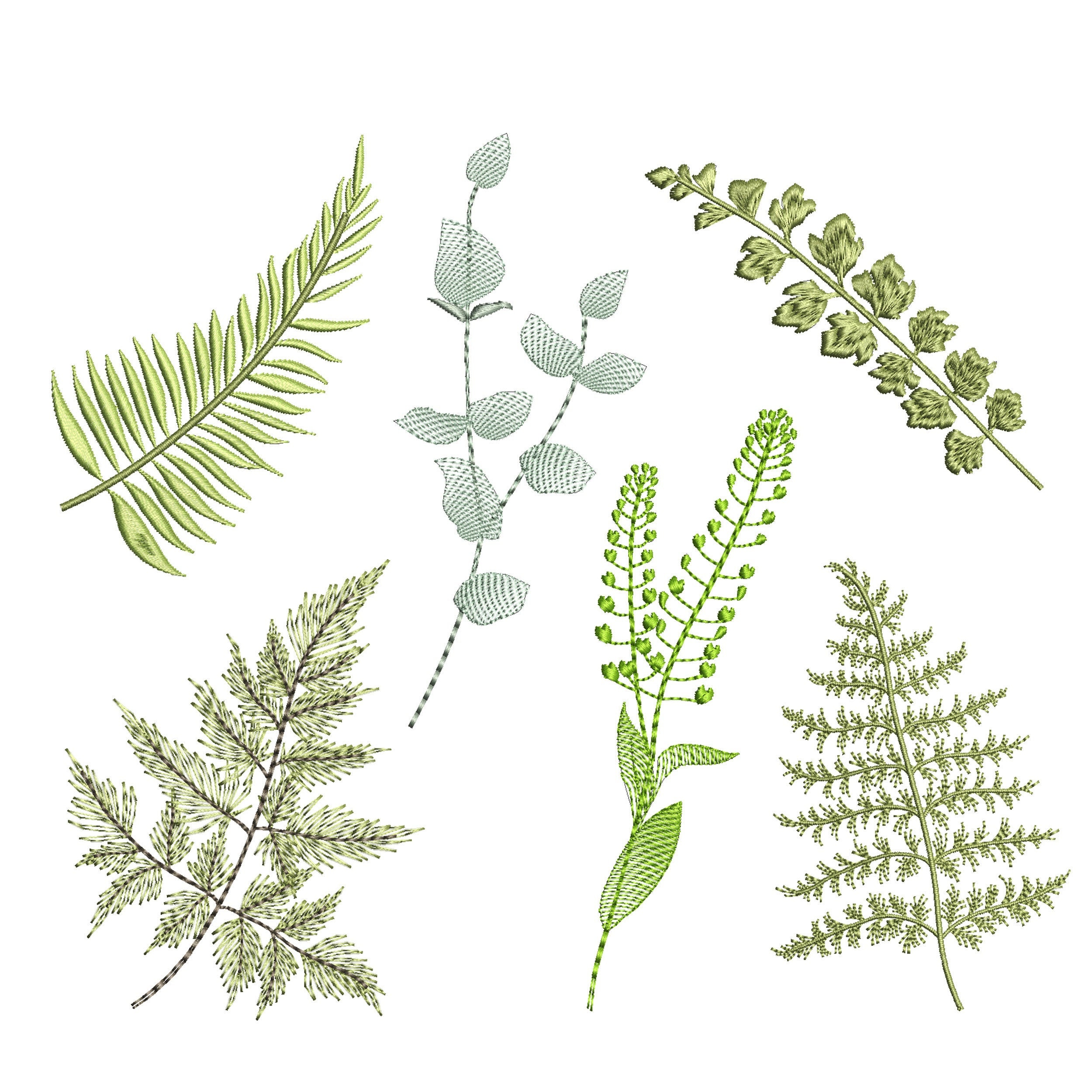 errer 木の根 筆記体 植物標本 アンティーク 樹脂標本 森のシダ植物標本機械刺繍デザイン、松の木ユーカリのパターン 即時