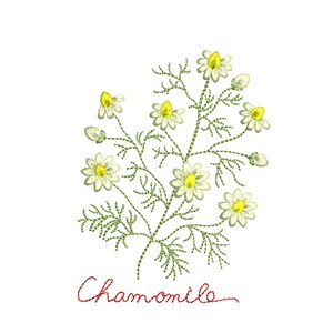 Pu&ograve; includere: Illustrazione ricamata di una pianta di camomilla con fiori bianchi e centri gialli. La pianta ha foglie e steli verdi. La parola "Camomilla" &egrave; scritta in corsivo rosso sotto la pianta.