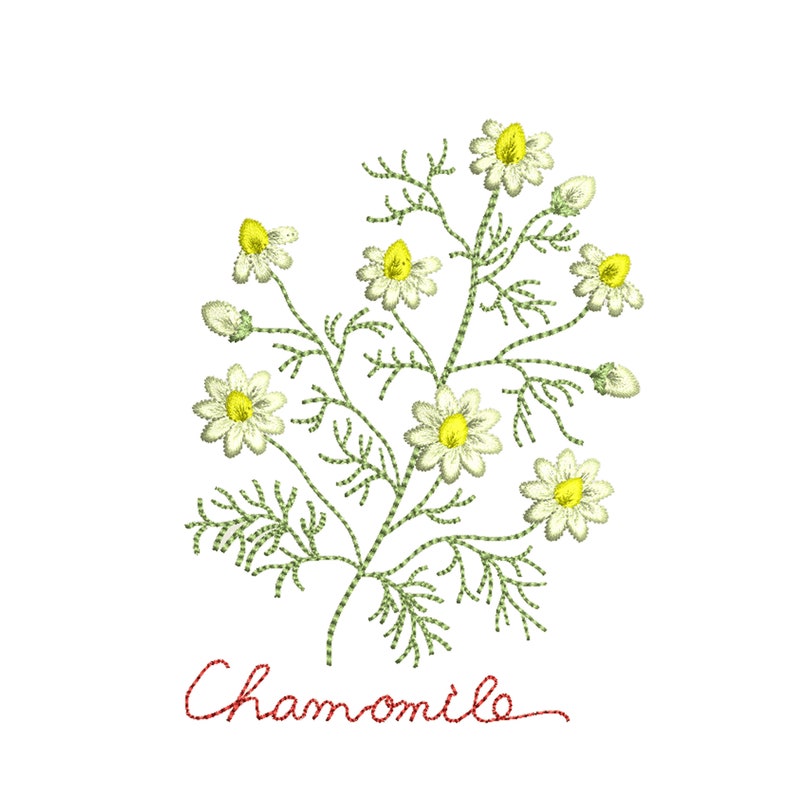 Pu&ograve; includere: Illustrazione ricamata di una pianta di camomilla con fiori bianchi e centri gialli. La pianta ha foglie e steli verdi. La parola "Camomilla" &egrave; scritta in corsivo rosso sotto la pianta.