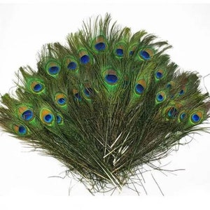 20pcs, Peacock Feathers, REAL Feathers, Natural Feathers, 23-30 cm, Feather Crafts, Floral Arranging, Bird Feathers, Feather Hair Clip