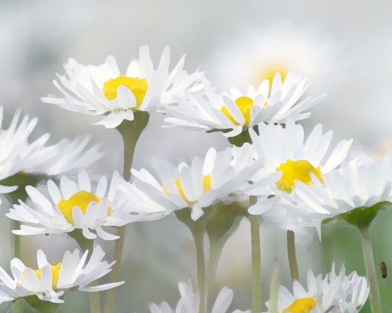 Daisy Flower Digital Download Instant Printable Wall Art Home | Etsy