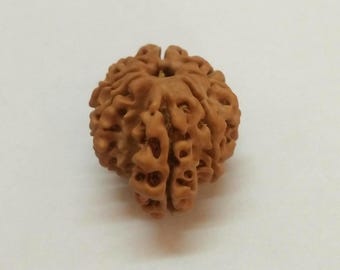 Rare 1 Mukhi Rudraksha: Natural Nepal Origin Shiva Bead, Lab Certified