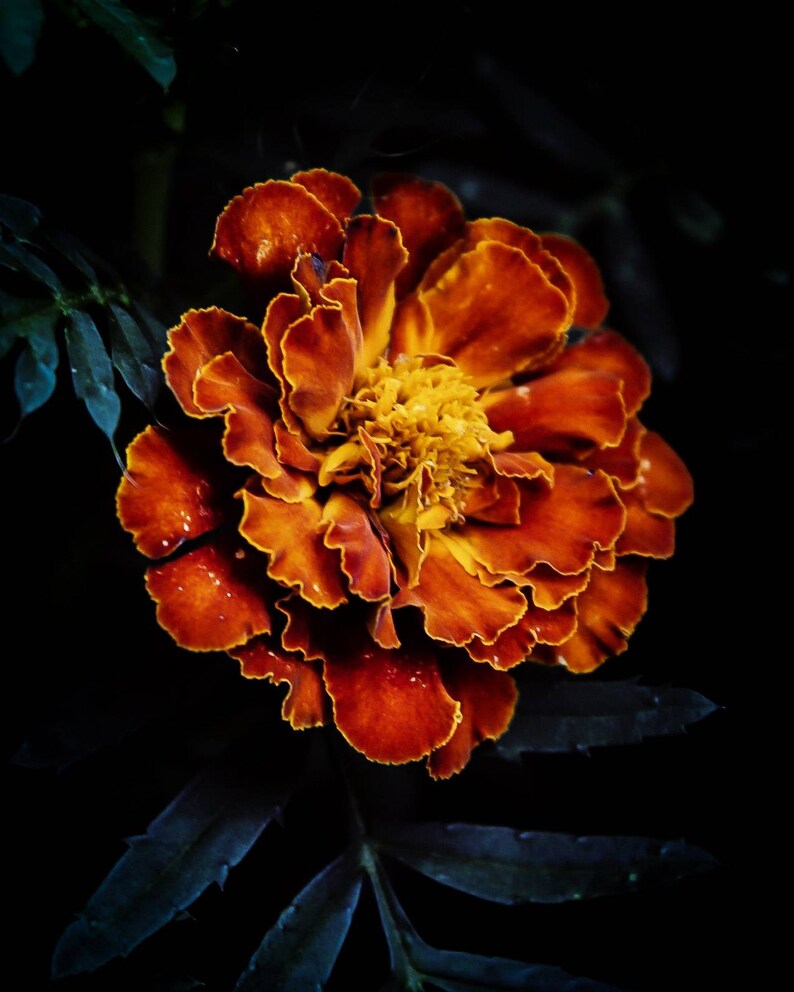 Macro Single Marigold Flower Nature Photograph Print Home Etsy