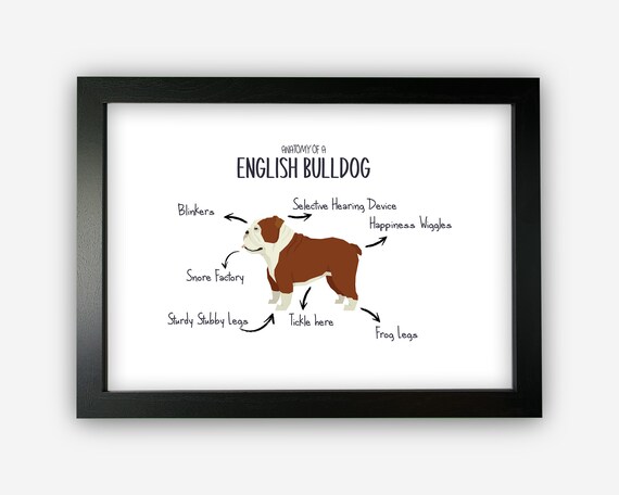 Anatomy of a English Bulldog Funny Gift for Him or Her Word Art