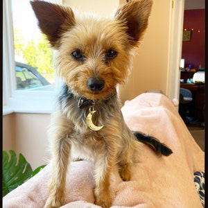 May include: A small, tan and black Yorkshire Terrier dog with a gold crescent moon-shaped tag that says "Betsy" on a black collar. The dog is sitting on a pink surface, with a window and greenery in the background.