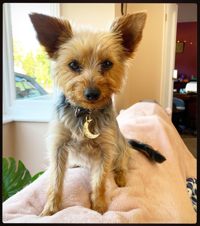 May include: A small, tan and black Yorkshire Terrier dog with a gold crescent moon-shaped tag that says "Betsy" on a black collar. The dog is sitting on a pink surface, with a window and greenery in the background.