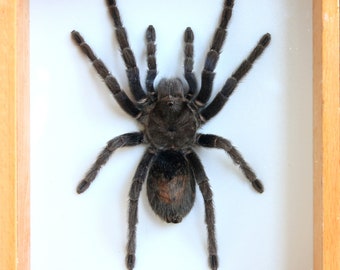 unique real tarantula mexican
