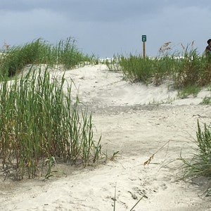 Sea Grass Bundles image 4