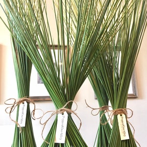 Sea Grass Bundles image 5