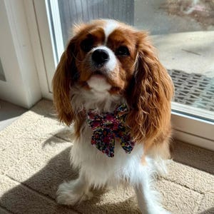 Christmas Tree Dog Sailor Bow: Holiday Pet Accessory Handmade to order image 4