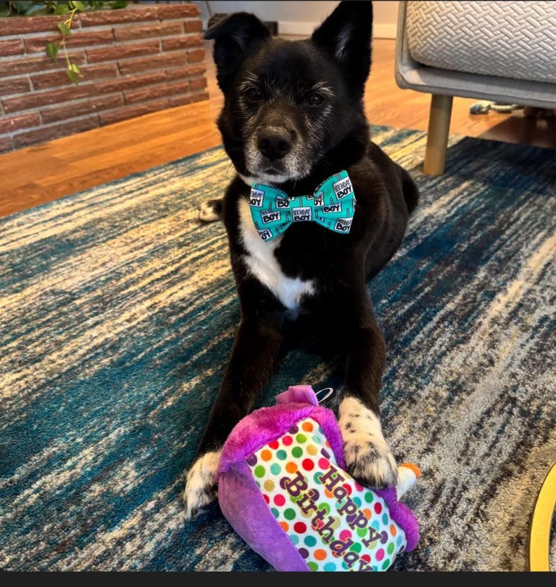 Adopted & Adored Dog Bow Tie - Baylor's Bow Ties Handmade to order image 6